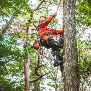 Echo DCS-2500T Batteri Topphåndsag - 25 cm